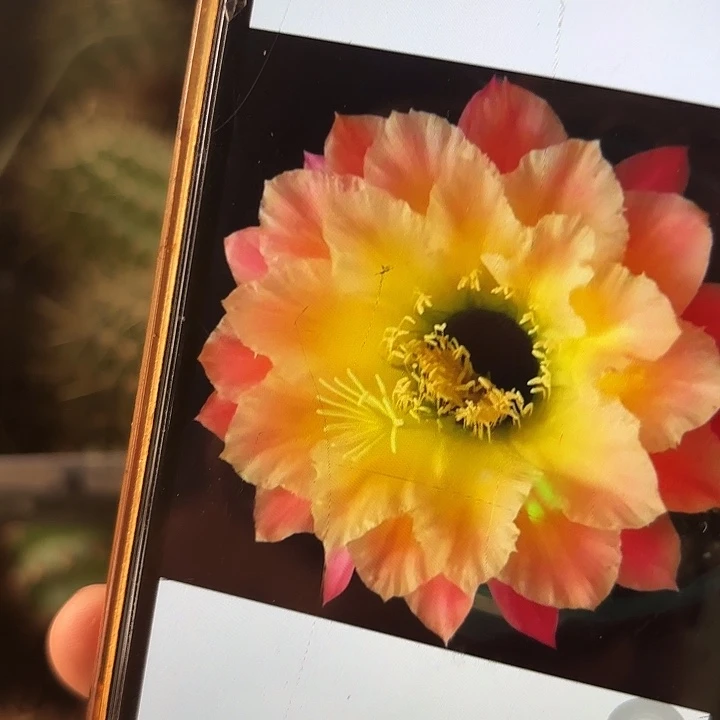 忙他住歪歪 侧芽 0000