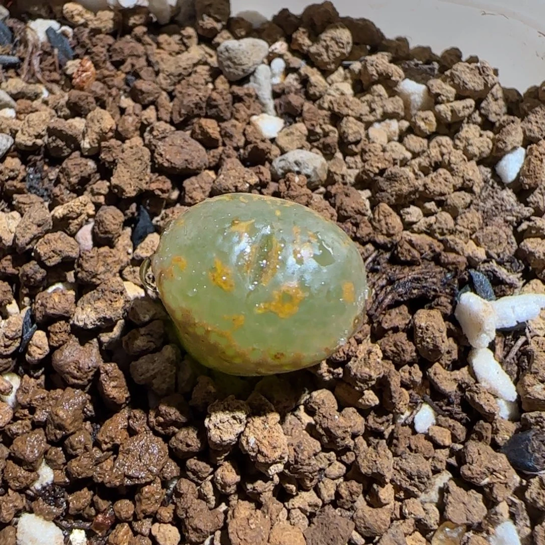 肉锥多肉植物组合-K勋634