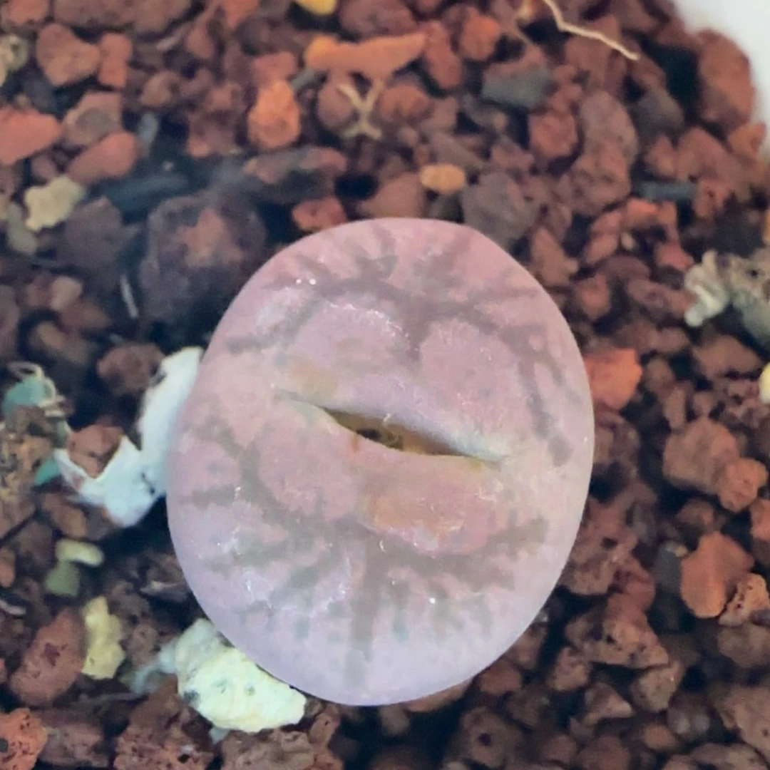 【闪购商品】0809睫毛猴毛杂