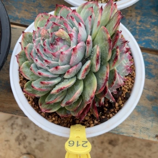 H*T216惊鸿仙子 夏鸣园艺