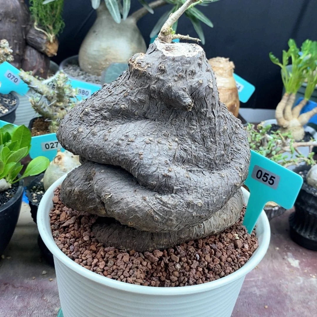 象足葡萄翁多肉植物