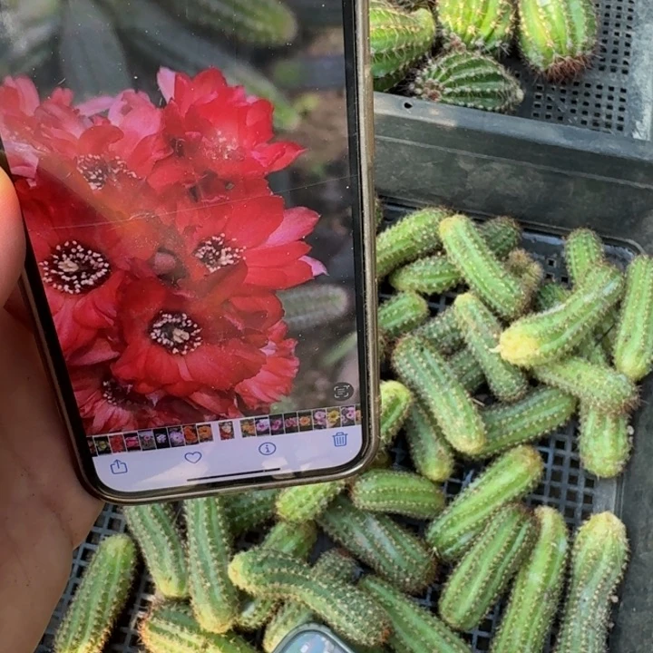 225白檀皱瓣无根侧牙3个