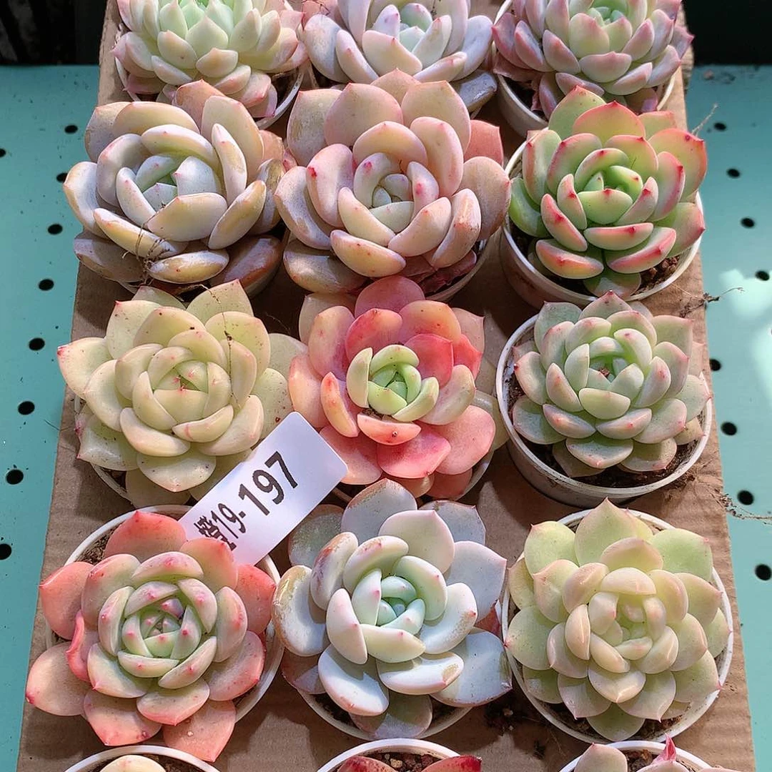 19-197一物一拍带盆18颗。