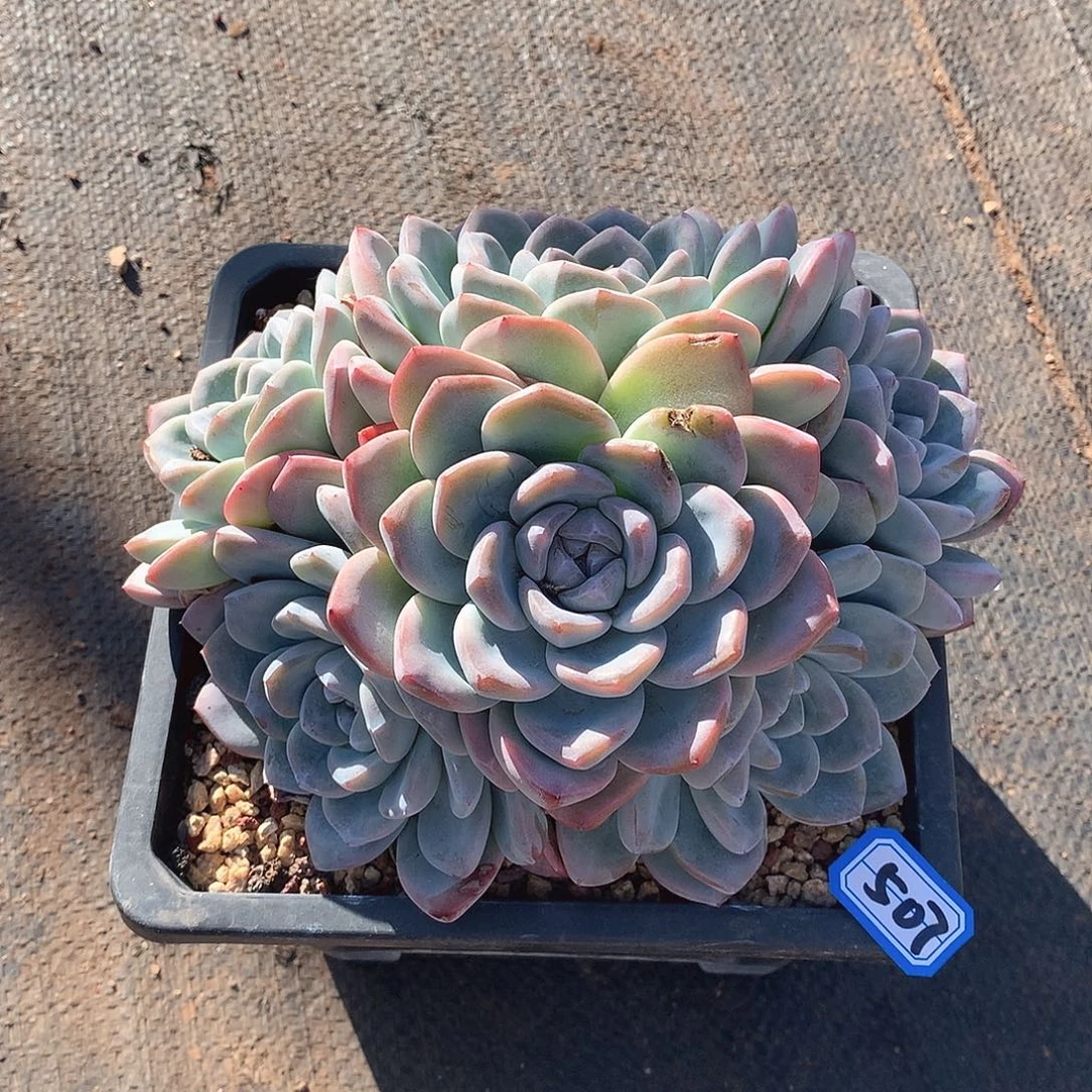 507冰玉一物一拍多肉