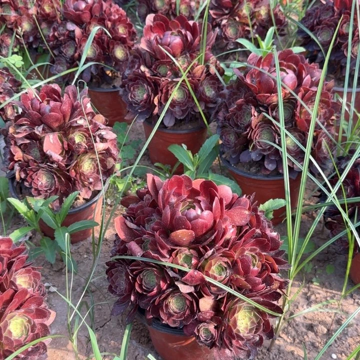 赤焰莲亮牌9.9。2一个不包售后多肉