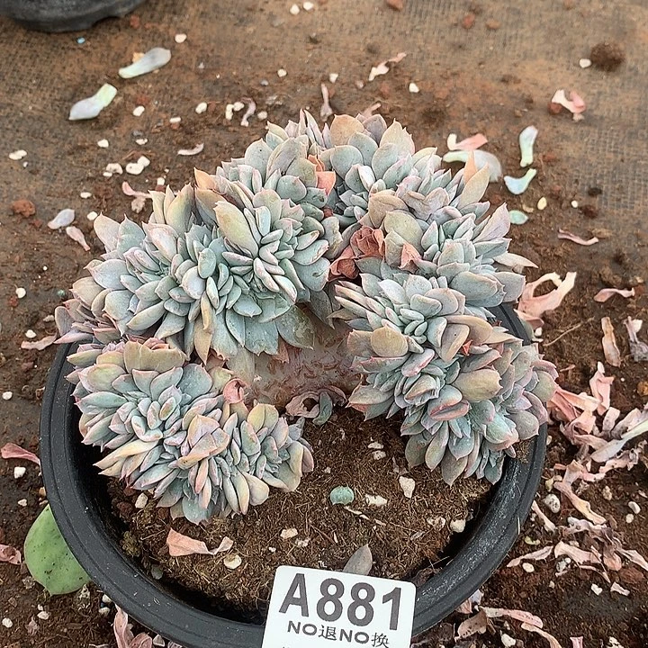 白茶缀化 默认瑕疵