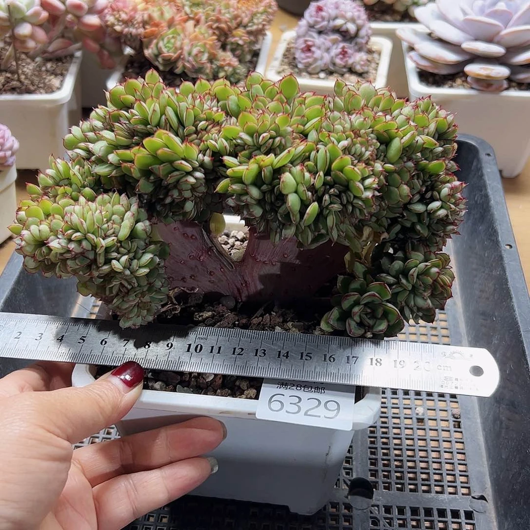 9号你们都会有，6329