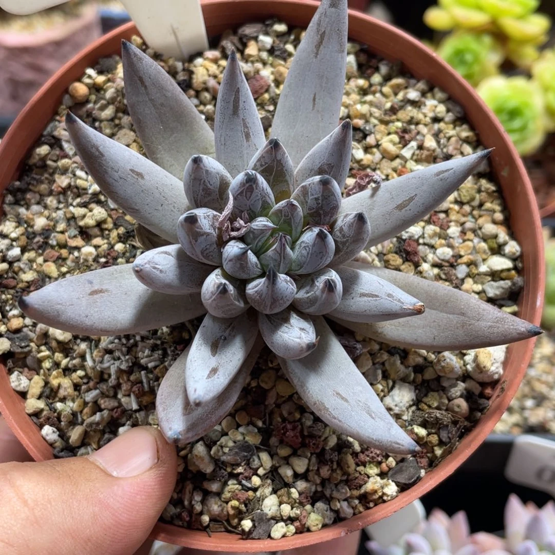 0095魔爪不带盆8厘米