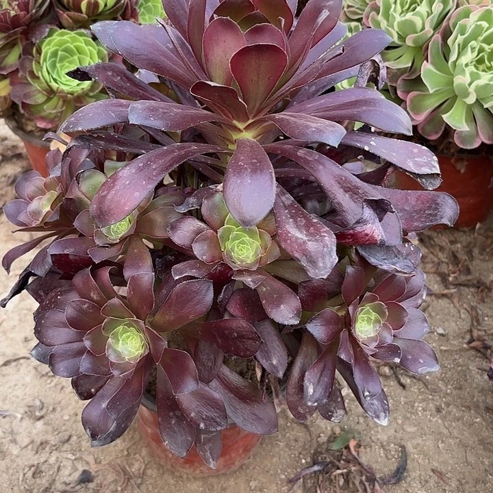 多肉植物法师乌毒21