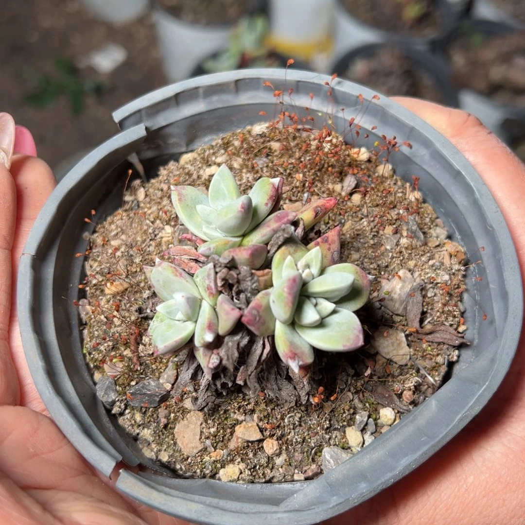 2693哈哈哈哈哈哈多肉