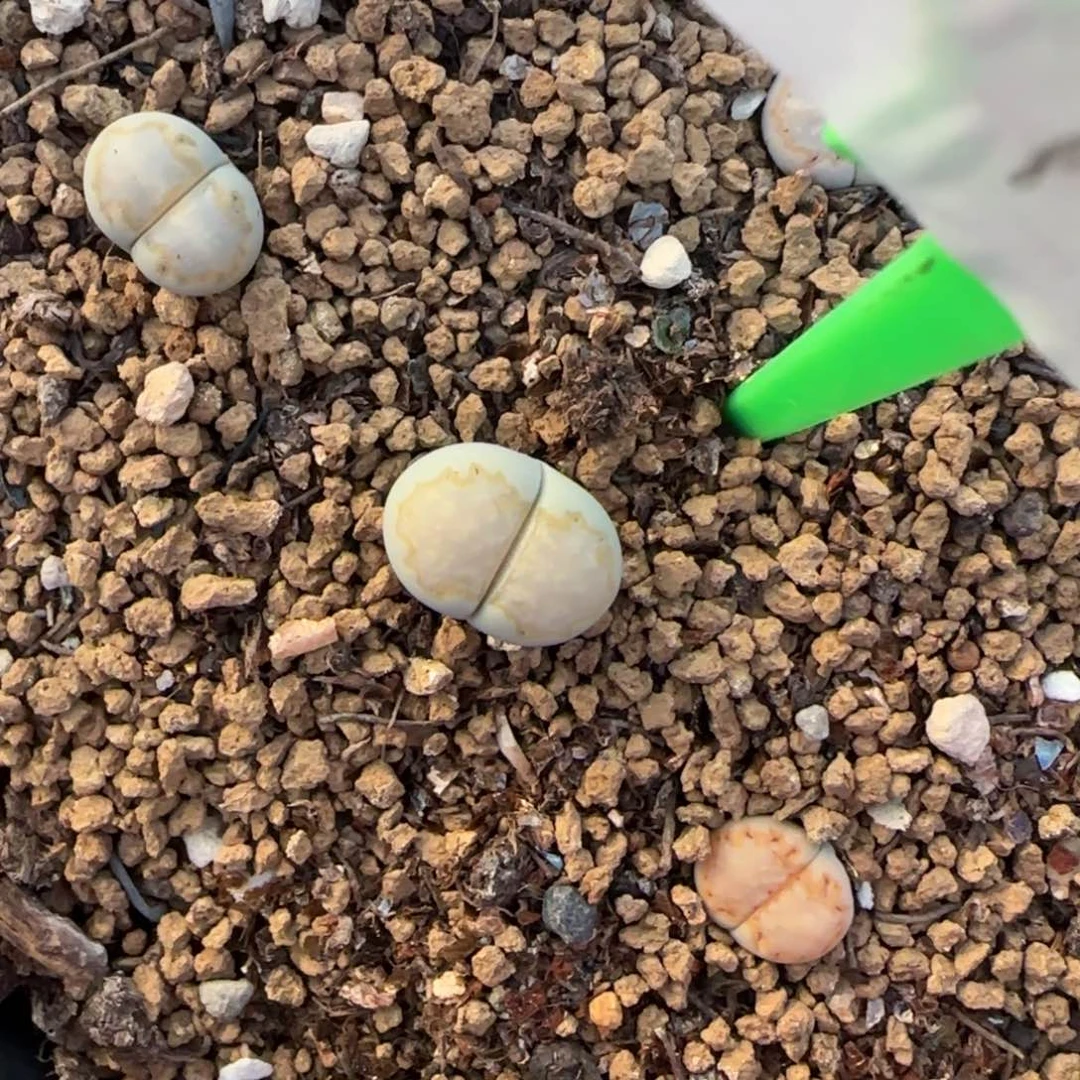 29二蜕饼干216可挑