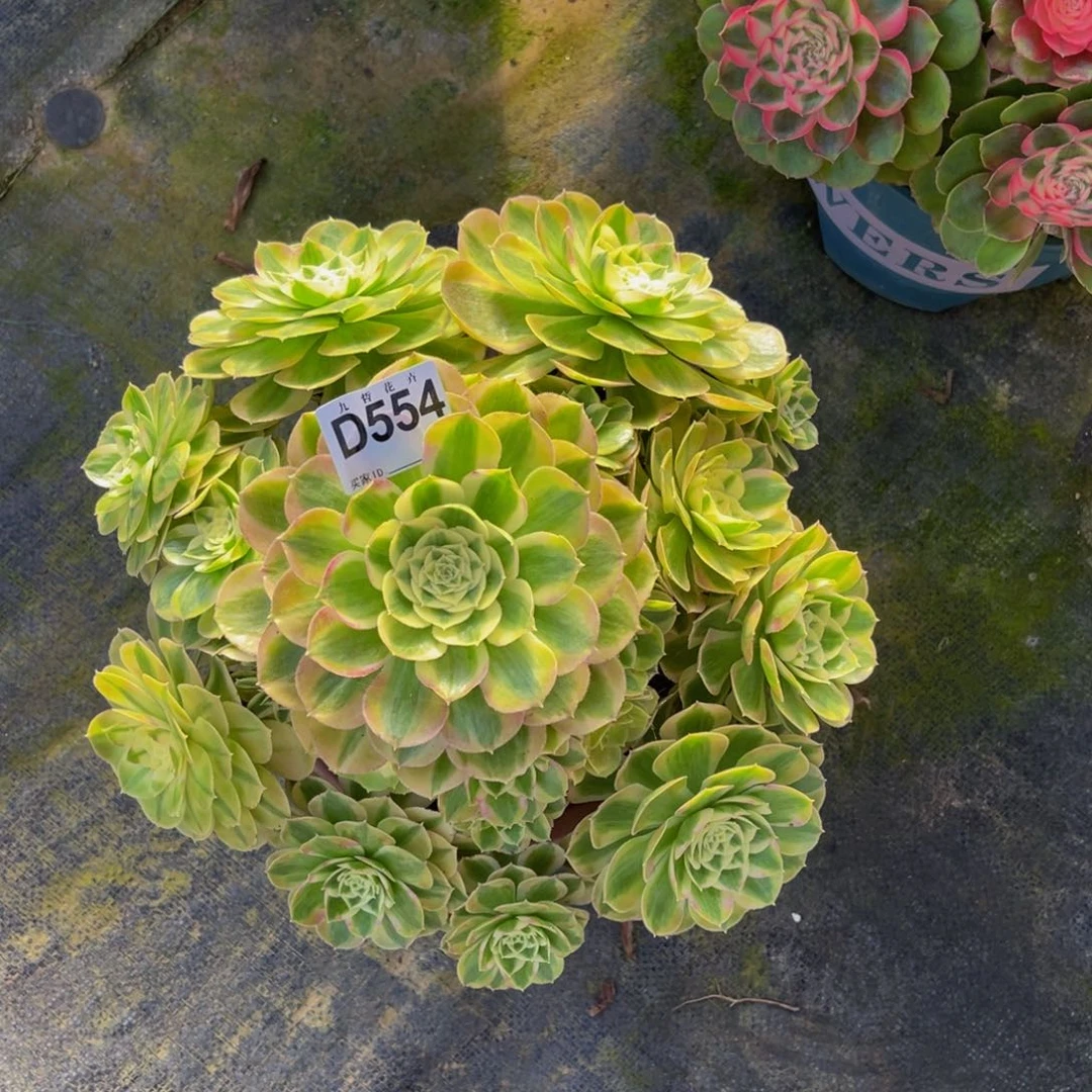 55400火龙果福利可以拍
