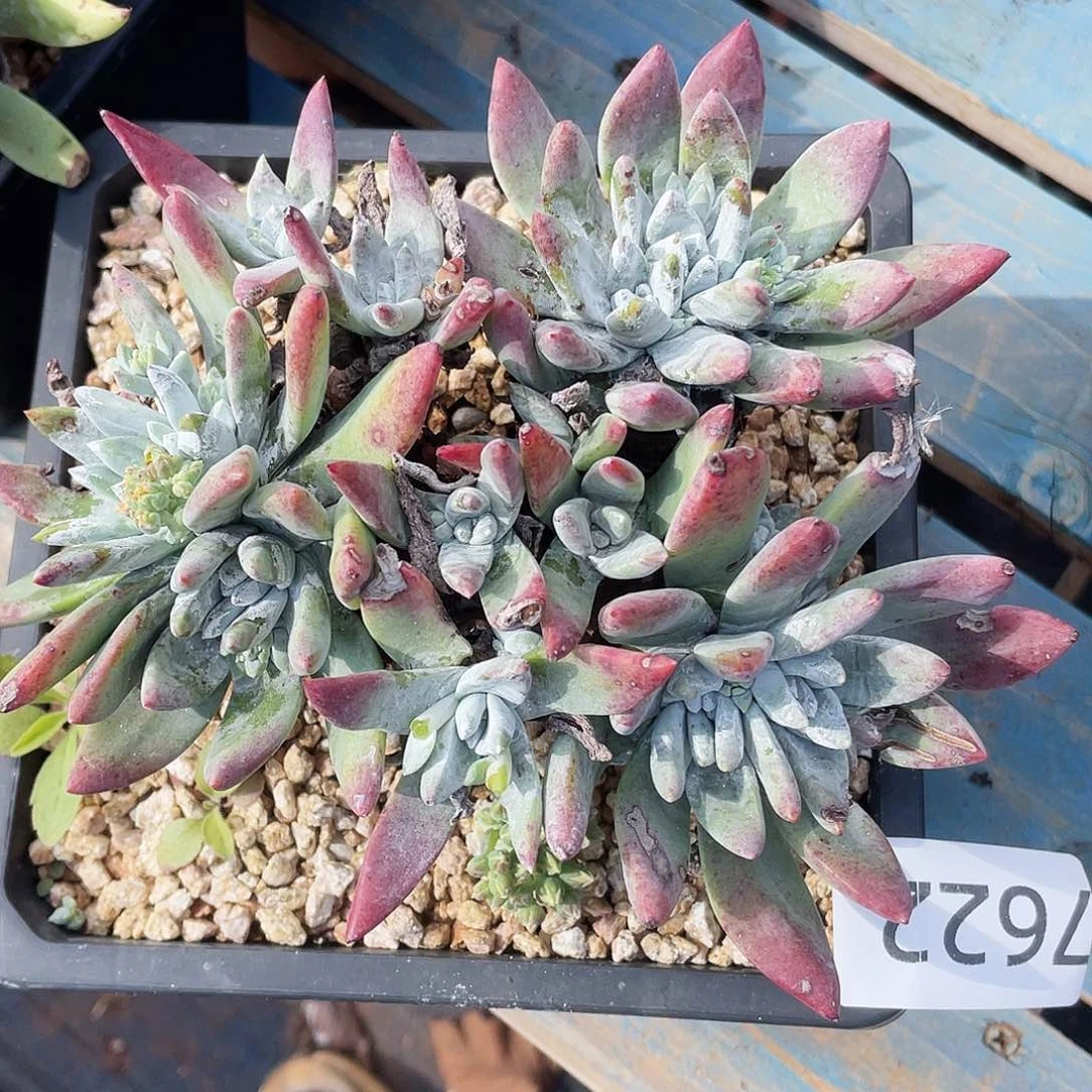 贝拉大群多头7622