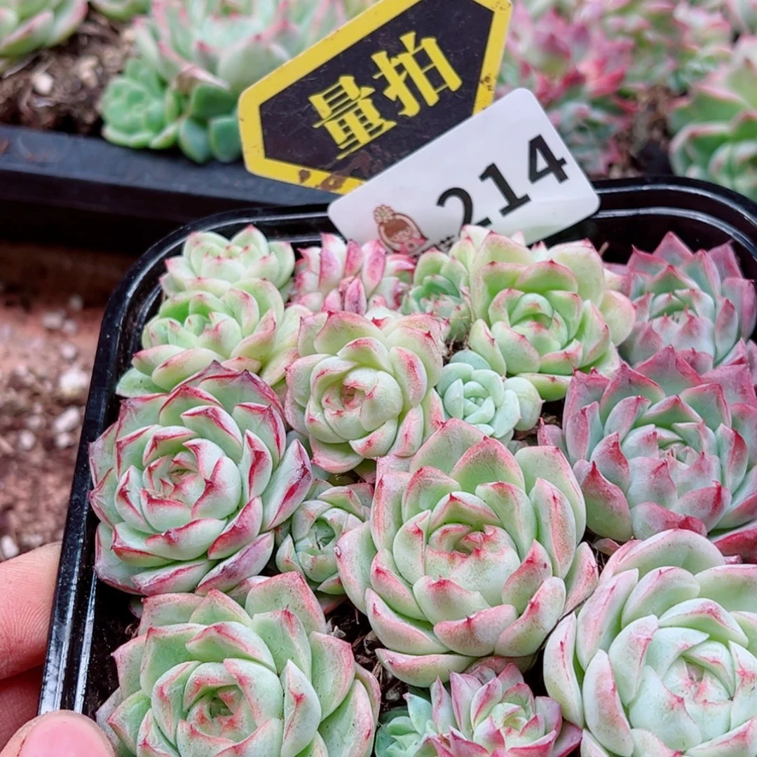 多肉植物多肉植物