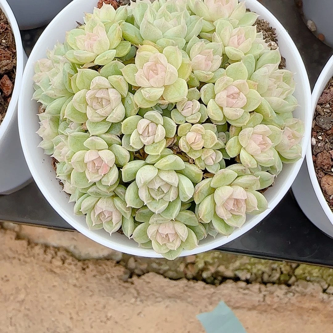 1120-70（m1-225-2）