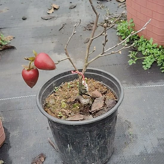 完全开放老鸦柿品种天王