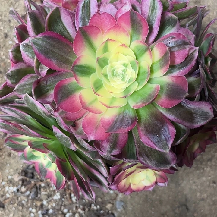 多肉植物嗨仙锦…………