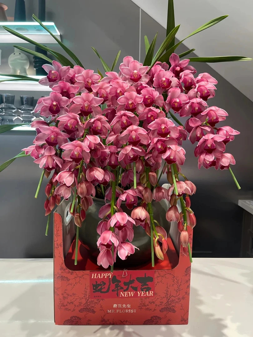 婵之语优选 深粉大花蕙兰盆栽
