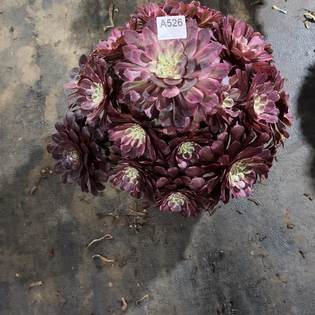 水墨画多肉植物526