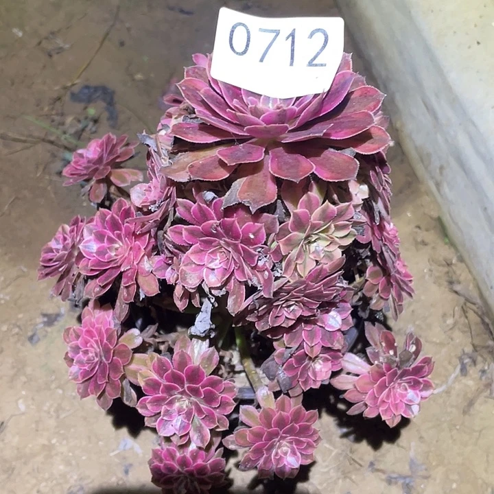 多肉植物法师721黑铜白