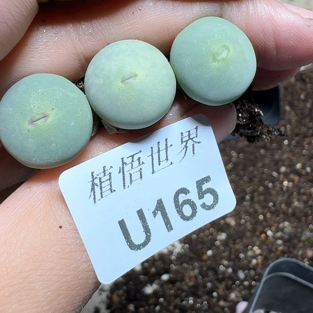 165号多肉植物哇x f