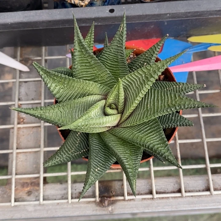 伯克利和格蕾纳等著名音乐家都