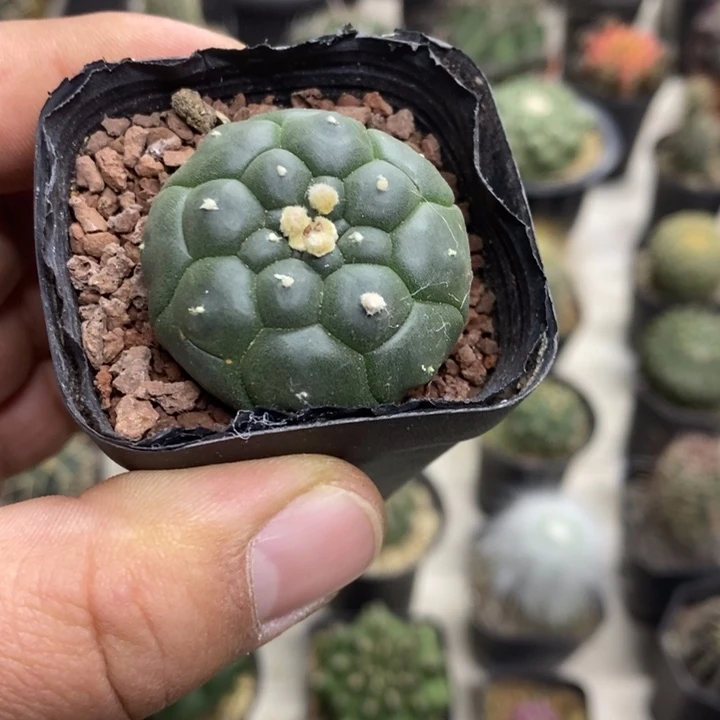 实生龟甲兜特价福利