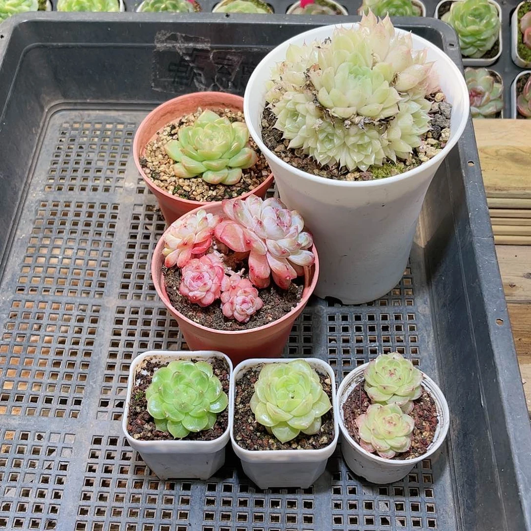 花16-100框拍6颗小盆含盆土