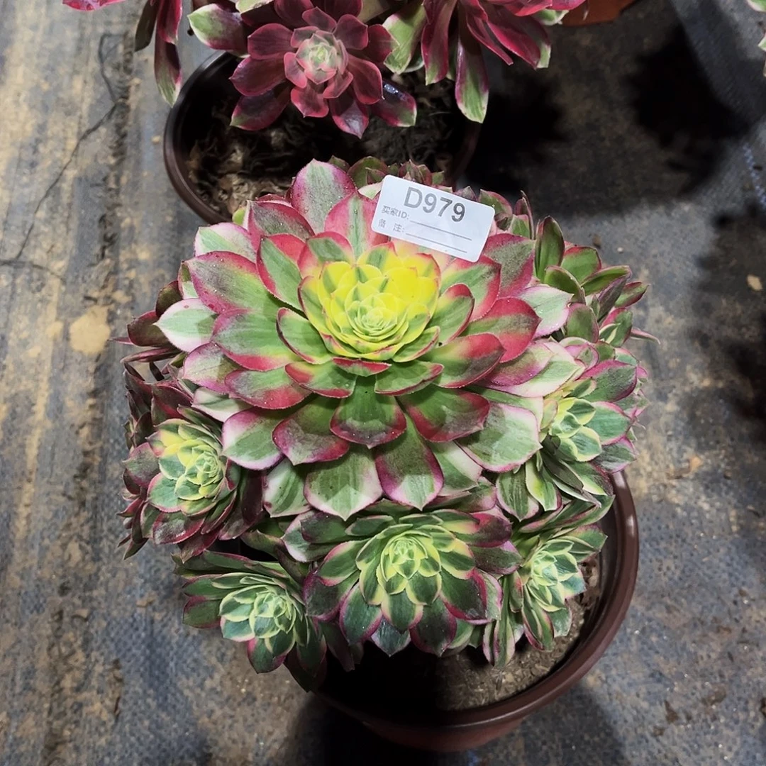 完全开放多肉植物979海鲜