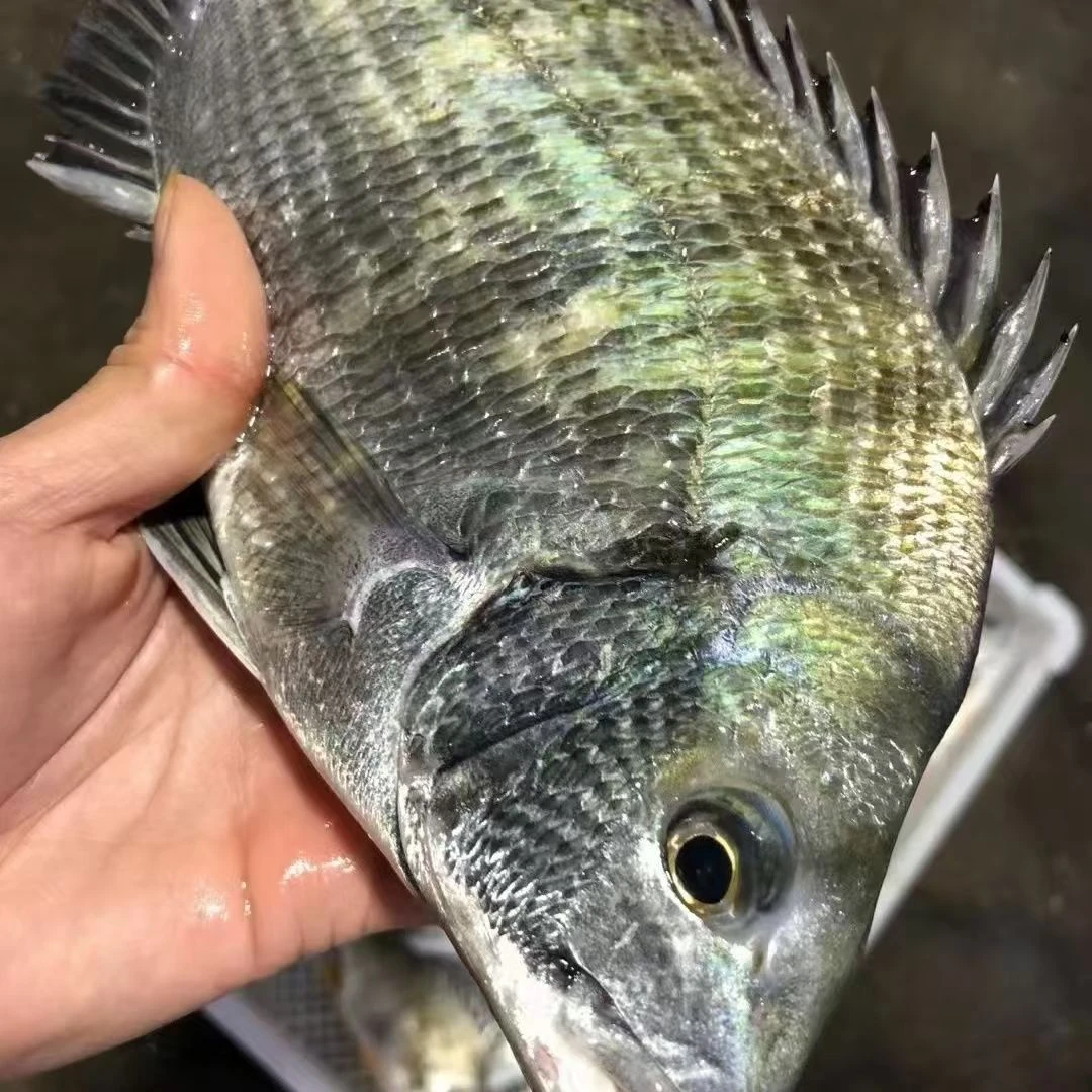 湛江黑脚立野生海钓黑雕鱼海鲜新鲜黑翅鱼鲜活冻鲷鱼冷冻黑鳍鲷