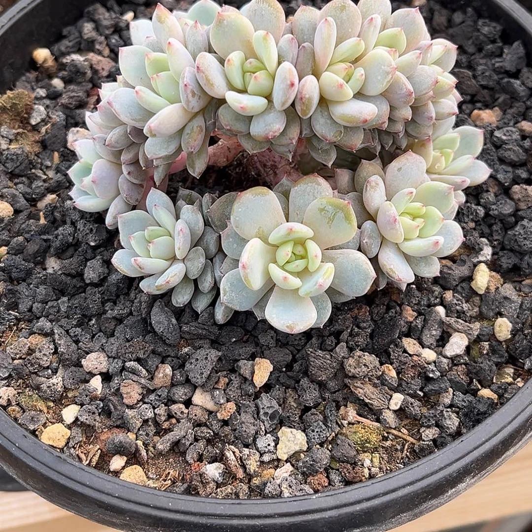 2***H星星橙朵朵缀多肉植物