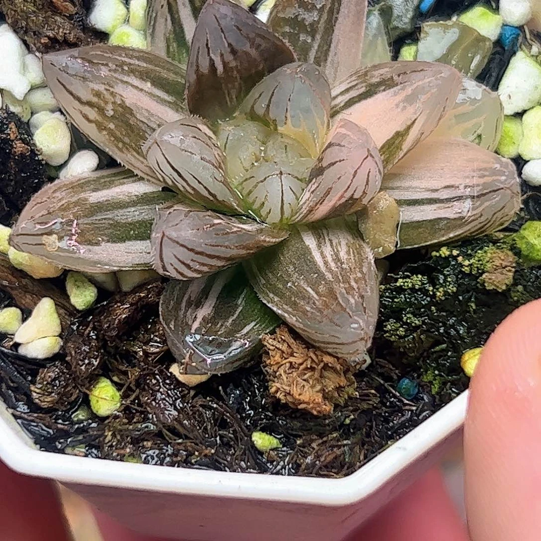 霓虹灯锦十二卷多肉植物