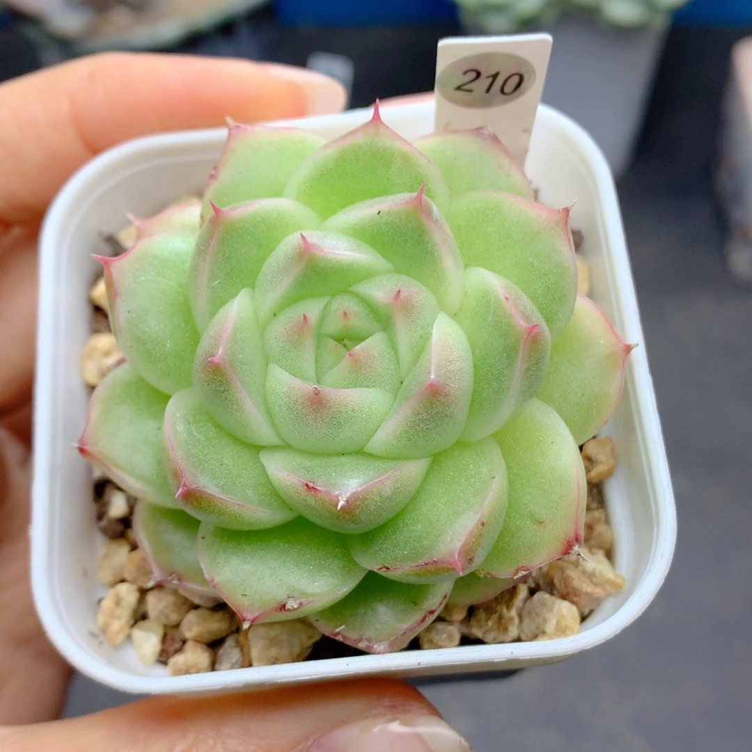58包邮  群生不包整210