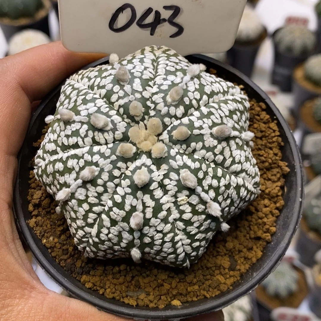 043七愣海星福利特价来了哦