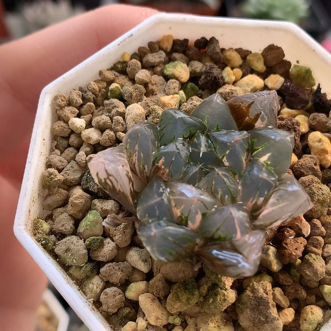 北极之光玉露锦带盆土tu