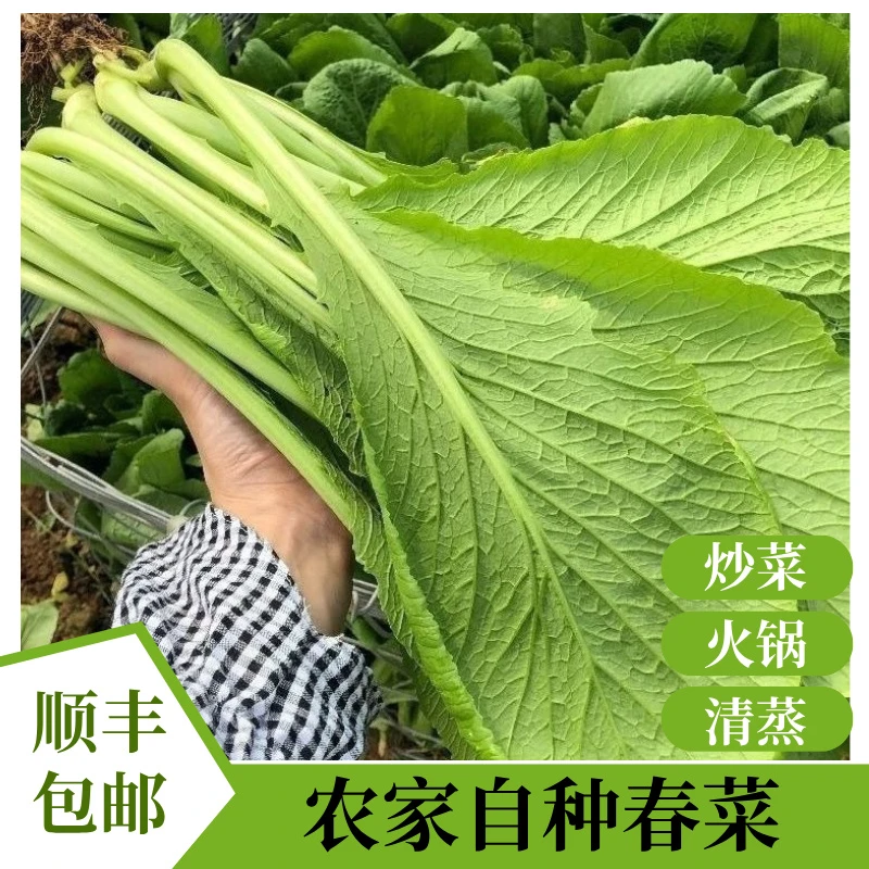 顺丰包邮农家菜园春菜新鲜蔬菜时令绿叶菜火锅青菜农家去黄叶发货