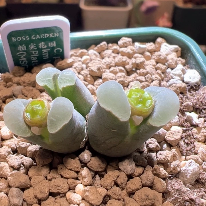 447。优选青蛙5年2151。 天鹅绒窗