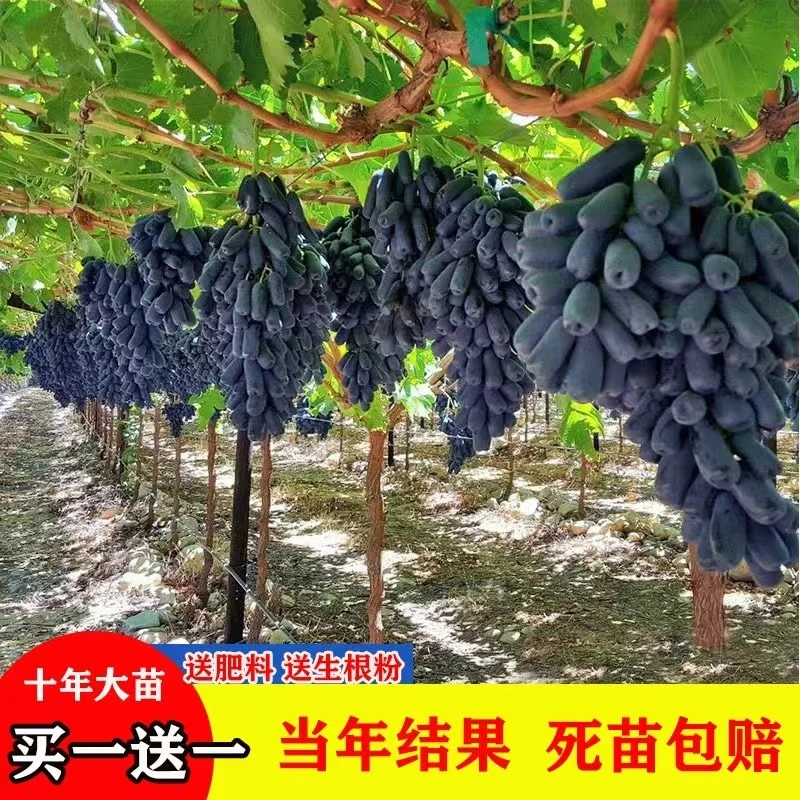 葡萄苗果树庭院巨峰爬藤盆栽北方南方种植当年结果蓝宝石葡萄树苗