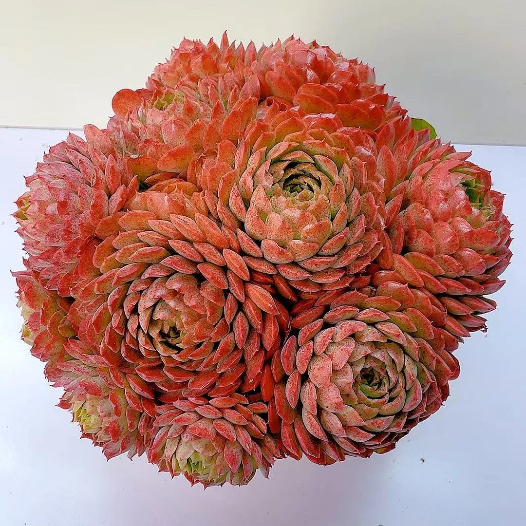 发财球朱砂痣多肉植物年宵花阳台桌面新手好养易度夏耐寒脱土发