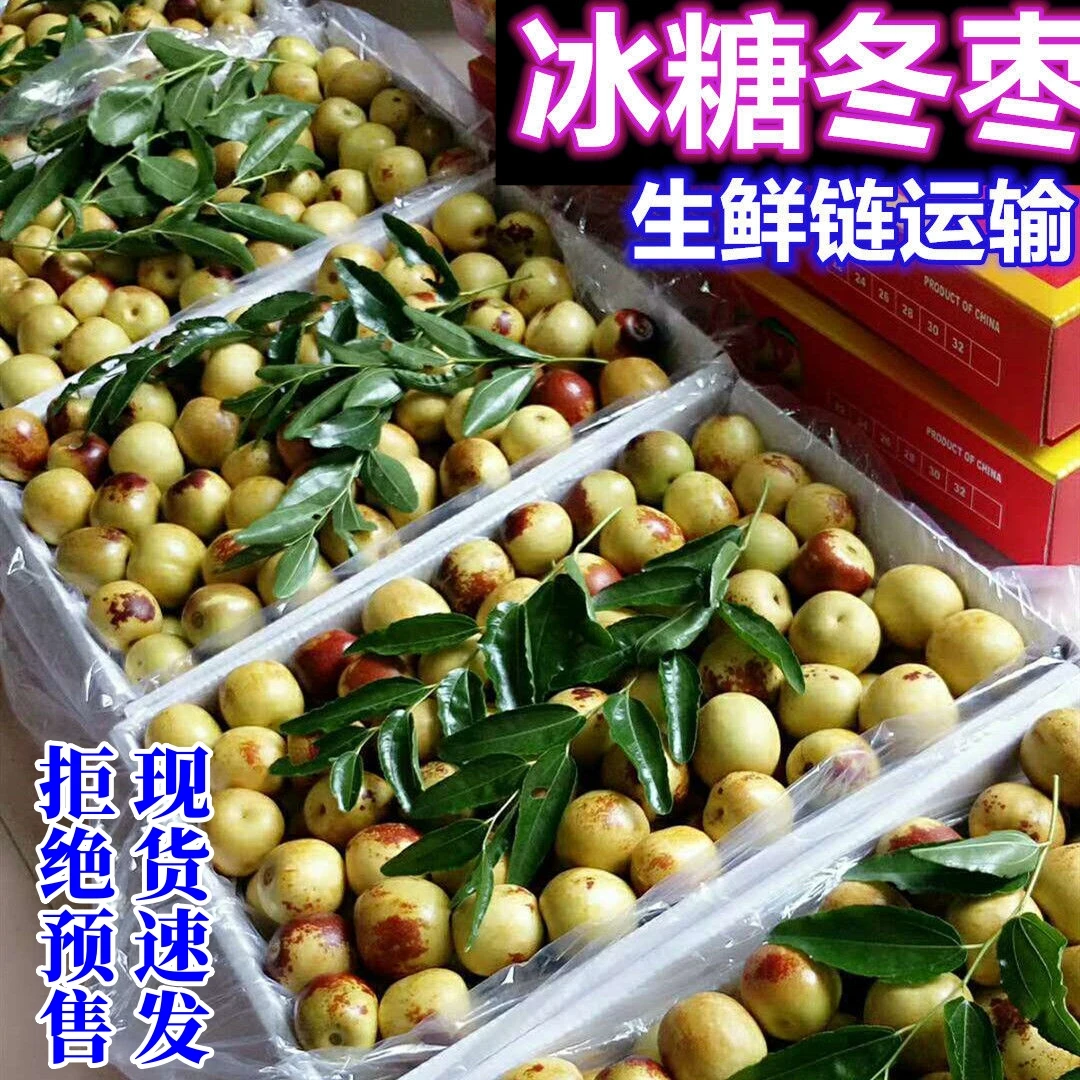 清早现摘发货新鲜大果冬枣冰糖枣子新鲜当季水果甜脆鲜枣包邮