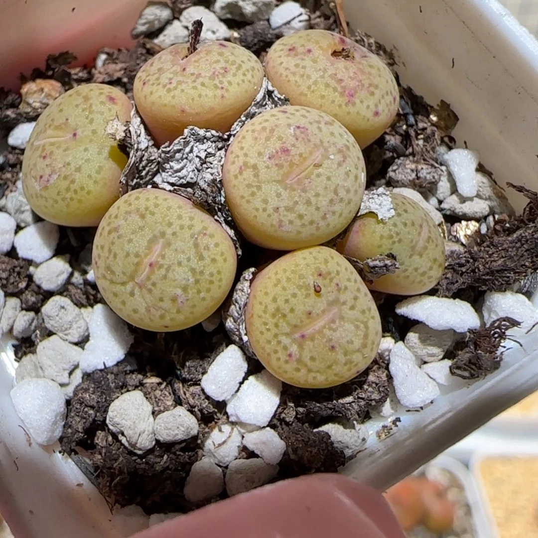 肉锥多肉植物百科5-549