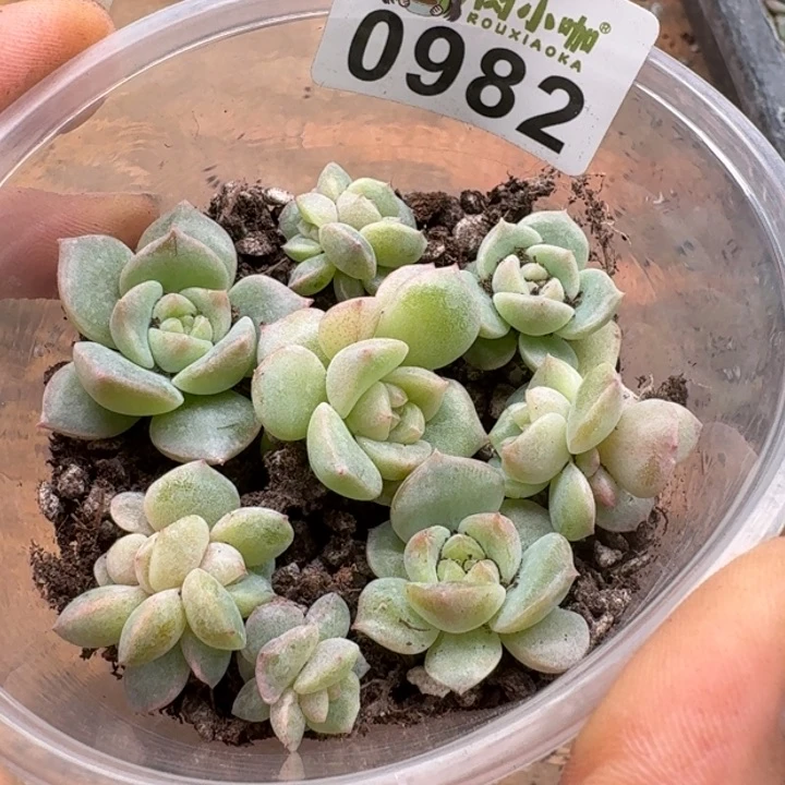 多肉植物多肉植物