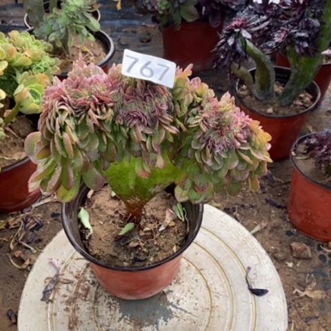 万圣节缀一物一拍