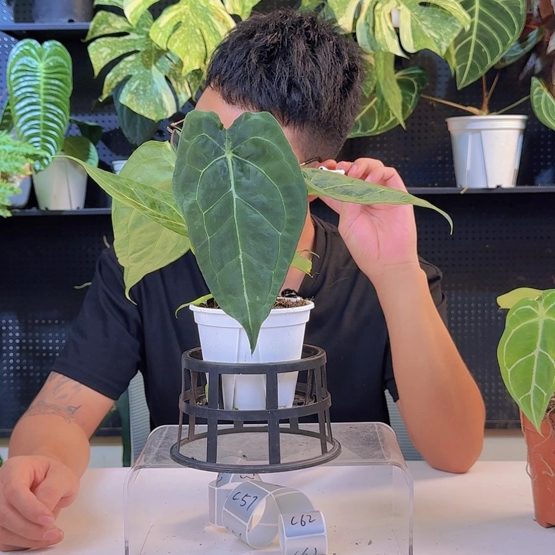 飞***翔完全开放一物一拍C46