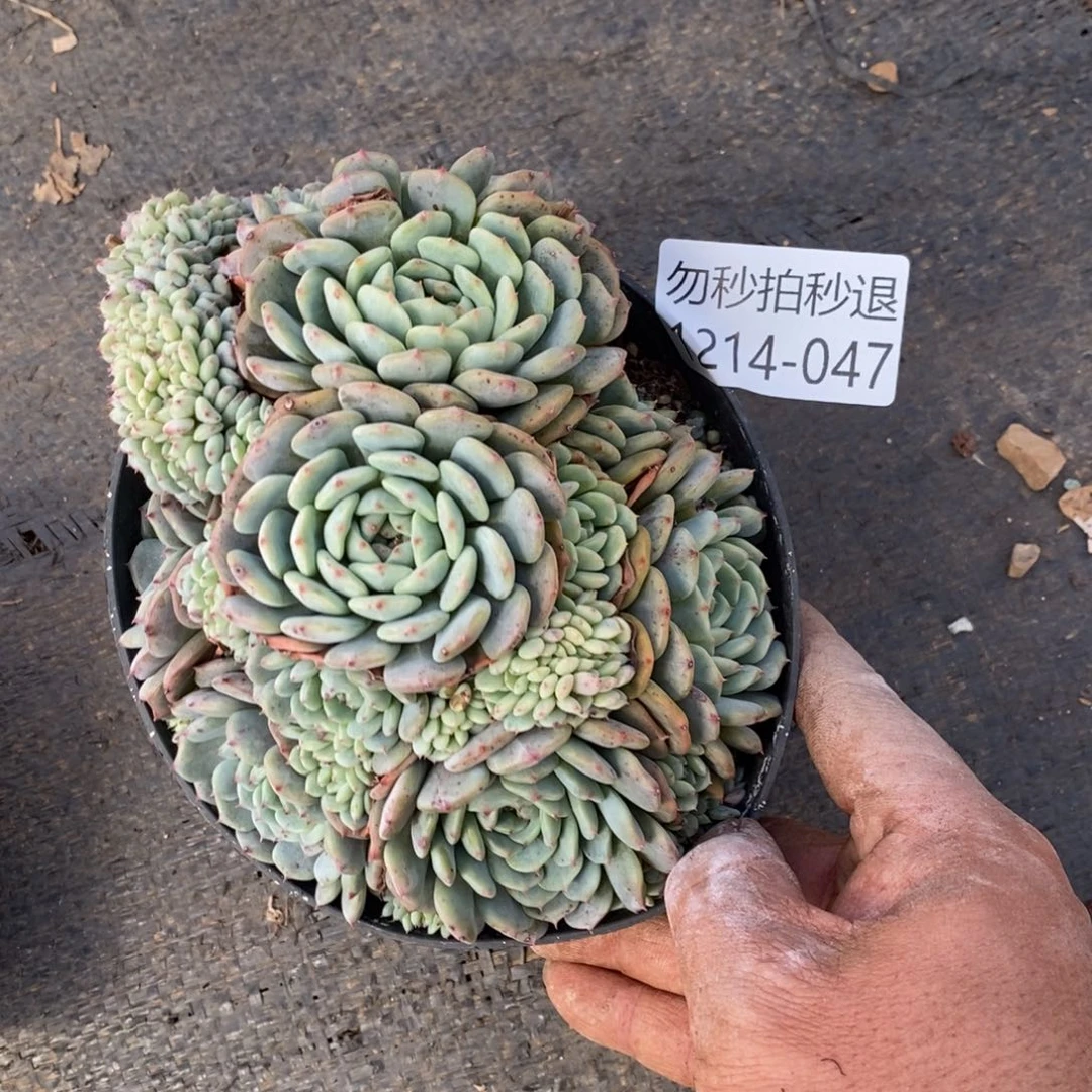 勿秒拍秒退 214-047白胖子