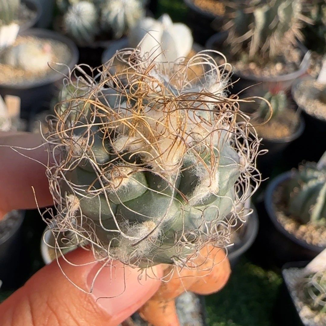 624实生 娇丽11111