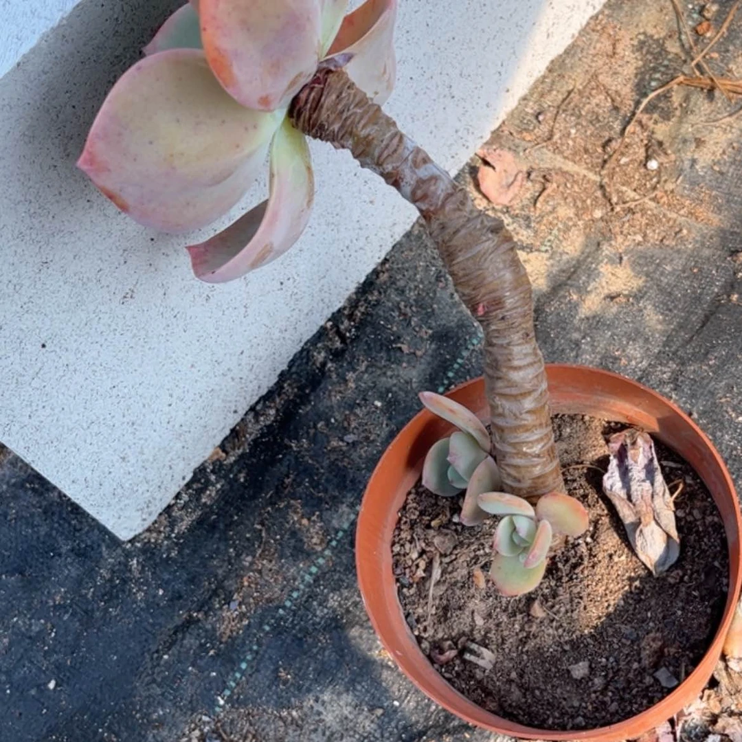 【闪购商品】无花朵米*