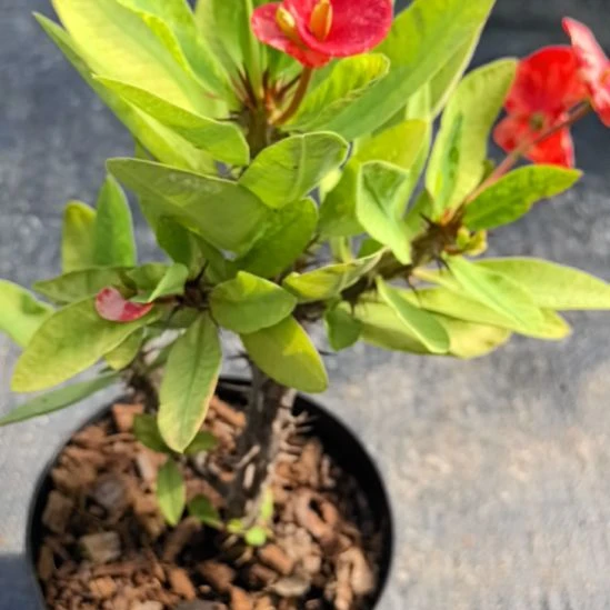 怀***念完全开放月耀石直播间一物一拍