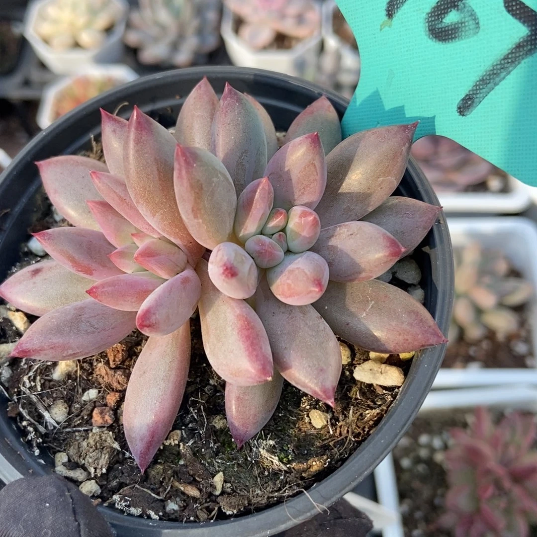 1167虞美人多肉植物