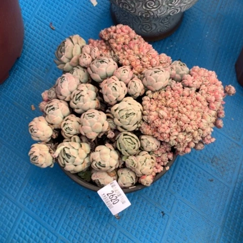 春****?2620贝瑞缀化